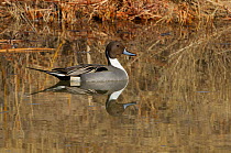 A Pintail Duck (Anas acuta) male on water. Bosque del Apache, New Mexico, USA, January.