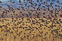 A large flock of Red-winged Blackbirds (Ageliaus phoeniceus) taking to the air. Bosque del Apache, New Mexico, USA, January.