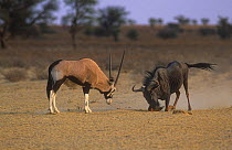 Blue Wildebeest (Connochaetes taurinus) and Gemsbok (Oryx gazella) face off in dominance bluff. The Kgalagadi Transfrontier Park, South Africa, September.