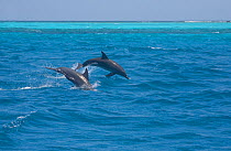 Bottle-nosed Dolphins (Tursiops truncatus) jumping with Remora (Echeneidae) fish attached to their flanks. The Cocos (Keeling) Islands, Australia, November.