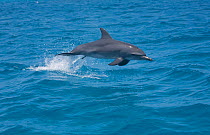 A bottle-nosed Dolphin (Tursiops truncatus) jumping with a Remora (Echeneidae) attached to its flanks. The Cocos-Keeling Island group of Australia, November.