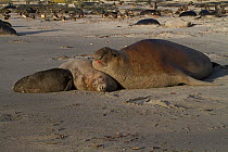 Southern Elephant Seal (Mirounga leonina) bull (right) lying on females while a pup nurses. Sea Lion Island, The Falklands, November.