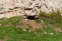 Coyote (Canis latrans) den hollowed out under a rock cliff. Montana, USA, June.