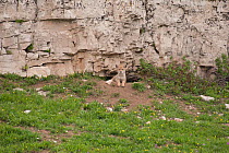 Coyote (Canis latrans) pup looking out from its den entrance under a cliff. Montana, USA, June.