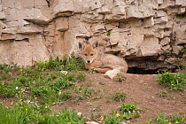 Coyote (Canis latrans) pup looking out from its den entrance. Montana, USA, June.