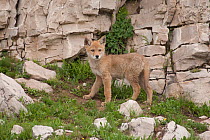 Coyote (Canis latrans) pup standing by a cliff. Montana, USA, June.