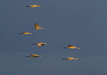 A small flock of Greater Sandhill Cranes (Grus canadensis tabida) in flight. Bosque del Apache, New Mexico, USA, January.