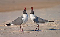 Franklin's Gulls (Leucophaeus pipixcan) posturing as they communicate. West Beach, Gulf Shores, Alabama, April.
