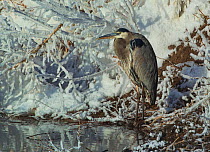 Great Blue Heron (Ardea herodias) standing in frost and snow at water's edge. Bosque del Apache, New Mexico, USA, New Mexico.