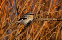 Northern / Great Gray Shrike (Lanius excubitor) sitting on a branch. Bosque del Apache, New Mexico, USA, February.