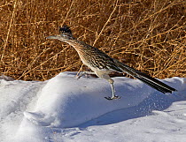 Greater Roadrunner (Geococcyx californianus) stepping over snow. Bosque del Apache, New Mexico, USA, February.
