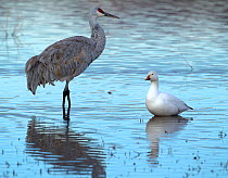 Greater Sandhill Crane (Grus canadensis tabida) left, standing by a Snow Goose (Chen / Anser caerulescens). Bosque del Apache, New Mexico, USA, January.