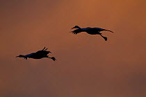 Greater Sandhill Cranes (Grus canadensis tabida) flying in dusky light. Bosque del Apache, New Mexico, USA, January.