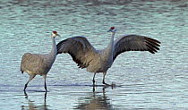 Greater Sandhill Crane (Grus canadensis tabida) courting the bird on the left. Courtship displays include opening the wings, leaping into the air flapping the wings and picking up something. Bosque de...