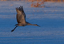 Greater Sandhill Crane (Grus canadensis tabida) taking off from a frozen pond. Bosque del Apache, New Mexico, USA, February.