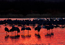 Greater Sandhill Cranes (Grus canadensis tabida) silhouetted in dusky light, standing in water. Bosque del Apache, New Mexico, USA, January.