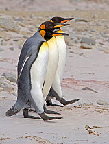 King Penguin (Aptenodytes patagonicus) trio walking in line beside each other on a beach. Falkland Islands, South Atlantic Islands, December.