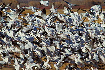 Light Geese landing. Light Geese are a combination of Snow Geese (also known as Blue Goose) (Chen caerulescens) and Ross Geese (Chen / Anser rossii). Bosque del Apache, New Mexico, USA, January.