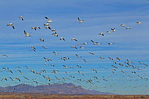 Light Geese in flight. Light Geese are a combination of Snow Geese (also known as Blue Goose) (Chen caerulescens) and Ross Geese (Chen / Anser rossii). Bosque del Apache, New Mexico, USA, January.