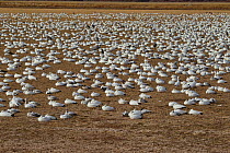 Light Geese, consisting of Snow Geese (Chen caerulescens), also known as blue Geese, and Ross's Geese (Chen / Anser rossii) rest in numbers for safety. Bosque del Apache, New Mexico, USA, January.