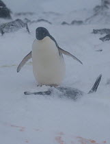 Adelie Penguin (Pygoscelis adeliae) standing guard next to snow covered nesting mate. If unseasonal heavy snow falls these penguins protect their eggs and young by lying on them. Turret Point, South S...