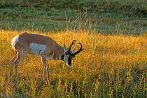 American Pronghorn Antelope (Antilocapra americana) marking its territory on a prairie bush by rubbing his scent gland at the base of his jaw on the top of the weed. Custer State Park, South Dakota, U...