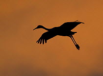 The silhouette of a Greater Sandhill Crane (Grus canadensis tabida) as it prepares to land. Bosque del Apache, New Mexico, USA, January.