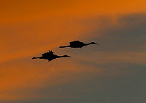 Two Greater Sandhill Cranes (Grus canadensis) silhouetted against a dusky sky. Bosque del Apache, New Mexico, USA, January.