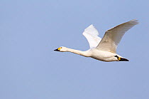 Bewick's Swan (Cygnus columbianus) in flight. Gloucestershire, England, January.