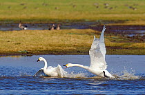 Bewick's Swan (Cygnus columbianus) fighting on water. Gloucestershire, UK, March.