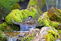 Coal Tit (Periparus ater) bathing in stream. Wiltshire, UK, March.