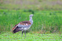 Great Bustard (Otis tarda), part of a reintroduction project with birds imported under DEFRA licence from Russia. Salisbury Plain, Wiltshire, UK, October 2010.