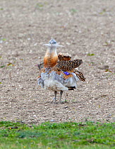Great Bustard (Otis tarda), part of a reintroduction project with birds imported under DEFRA licence from Russia. Salisbury Plain, Wiltshire, UK, October 2010.