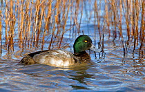 Greater Scaup (Aythya marila) drake or male (first winter) on water by reeds. Gloucestershire, UK, January.