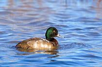 Greater Scaup (Aythya marila) drake or male (first winter) on water. Gloucestershire, UK, January.