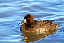 Lesser Scaup (Aythya affinis) first winter female on water. Gloucestershire, UK, January.