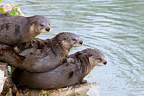 Three North American / Canadian Otters (Lutra canadensis) lying on each other by water. Captive, UK.