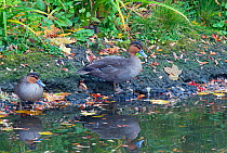 Philippine Ducks (Anas luzonica) standing by water, endemic to the Philippines. Captive, UK.