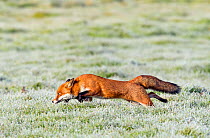 Red Fox (Vulpes vulpes) running across frosty grass. Buckinghamshire, UK, December.