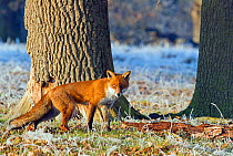 Red Fox (Vulpes vulpes) in frost by trees. Buckinghamshire, UK, December.