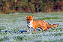 Portrait of a Red Fox (Vulpes vulpes) in a frosty field. Buckinghamshire, UK, December.