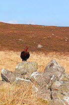 Red Grouse (Lagopus lagopus) male perching on rocks on a moor. Scotland, UK, April.