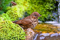 Song Thrush (Turdus philomelos) bathing in stream. Wiltshire, UK, March.