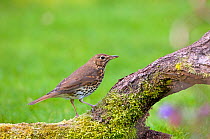 Song Thrush (Turdus philomelos) perching on a log. Wiltshire, UK, March.