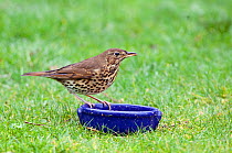 Song Thrush (Turdus philomelos) perching on a bowl. Wiltshire, UK, March.