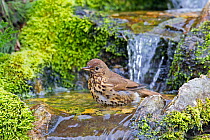 Song Thrush (Turdus philomelos) bathing in stream. Wiltshire, UK, March.