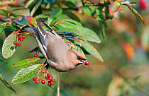 Waxwing (Bombycilla garrulus) with a red berry in its beak. Wiltshire, UK, February.