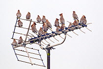 A flock of Waxwing (Bombycilla garrulus) perching on an aerial. Wiltshire, UK, February.