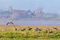 White-fronted Goose (Anser albifrons) beside the Severn estuary. Gloucestershire, UK, March.