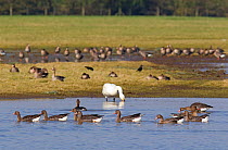 White-fronted Goose (Anser albifrons) and a Bewick's Swan (Cygnus columbianus) on water. Gloucestershire, UK, March.